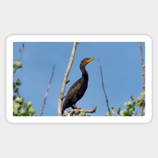 Double-crested Cormorant Perching On a Tree Branch Sticker